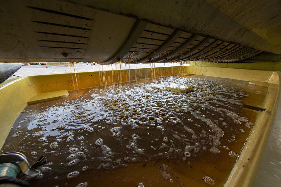 must 'pulp' into press machine at must 'pulp' and skins of black grapes into press machine at Vakakis Winery plantplant